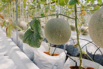 Close-up of fruits growing on plant