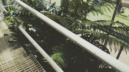 Low angle view of bamboo trees