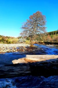 Tree by river against clear blue sky