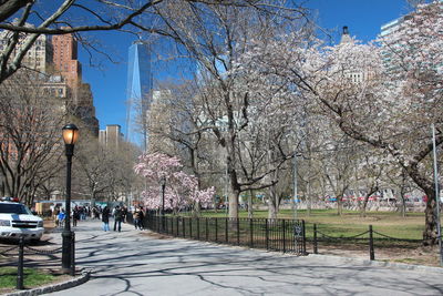 View of cherry trees in park