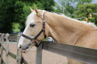 Close-up of horse in ranch