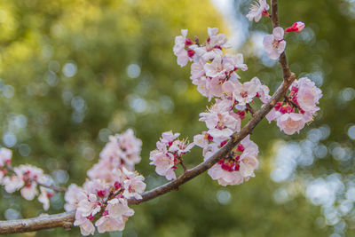 Close-up of pink cherry blossoms in spring