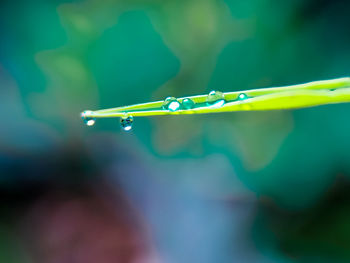 Close-up of wet leaf