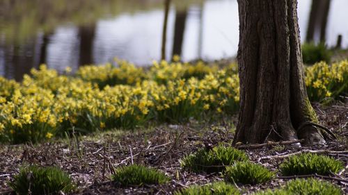 Plants growing on field