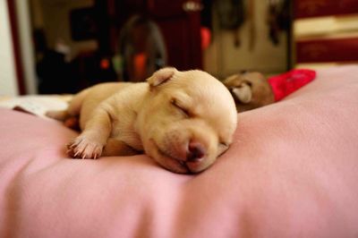 Close-up of puppy resting on bed at home