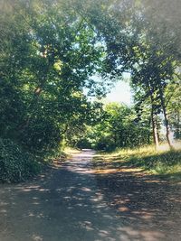 Road amidst trees in forest