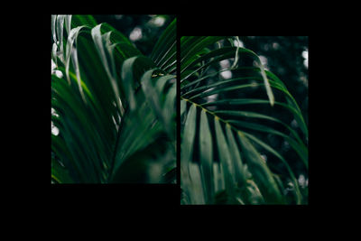 Close-up of leaves in the window