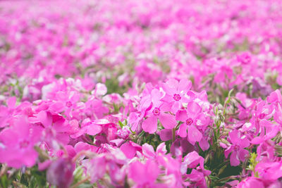 Close-up of pink flowering plants