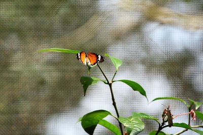 Close-up of butterfly on leaf