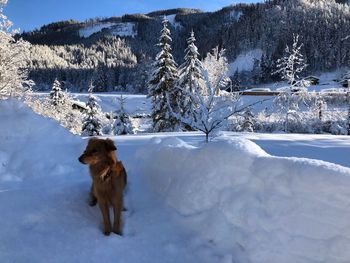 Dog on snow covered land