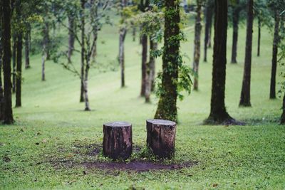 Trees in forest