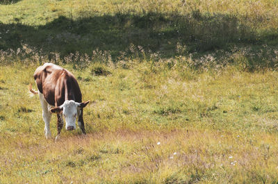 Cows grazing in a field