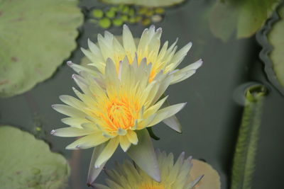 Close-up of yellow water lily blooming outdoors