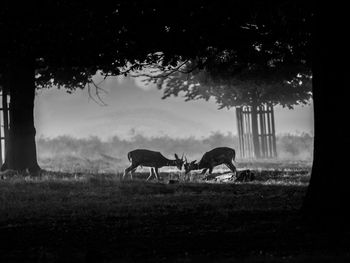 Deer standing on field against sky