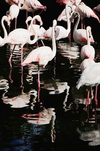 View of birds in lake