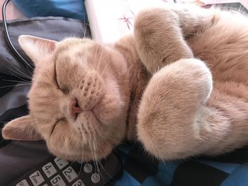 High angle view of cat sleeping