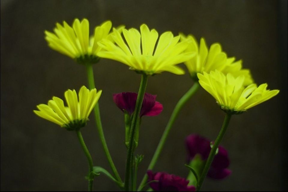 flower, freshness, petal, fragility, flower head, growth, yellow, beauty in nature, stem, nature, close-up, blooming, focus on foreground, plant, in bloom, bud, blossom, selective focus, botany, outdoors