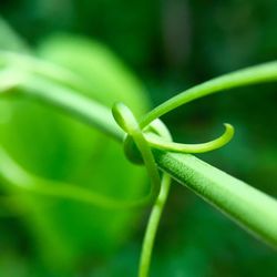 Close-up of plant