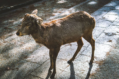 High angle view of a deer