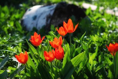 Close-up of red flowers