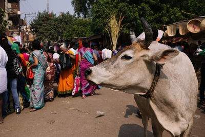 Cow standing against crowd