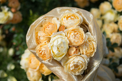 Close-up of white rose roses