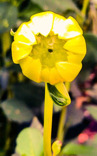 flowering plant