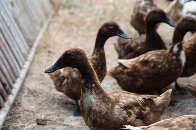 Close-up of ducks on rock