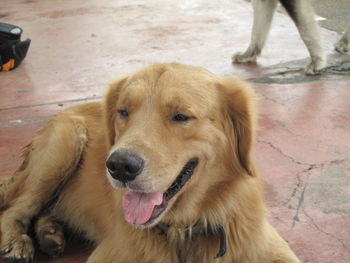 Close-up of golden retriever with dog