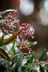 Close-up of berries growing on tree