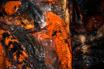 High angle view of koi carps swimming in water