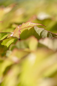 Close-up of fresh green leaves