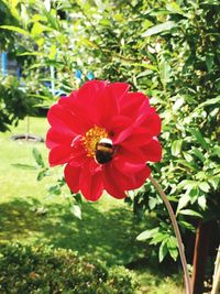 Close-up of bee on red hibiscus