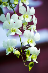 Close-up of white flowers