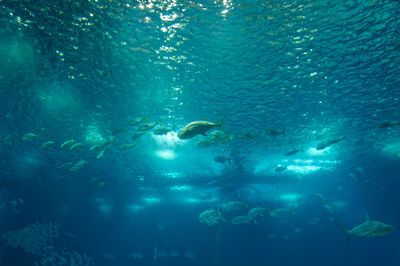 Fish swimming in sea