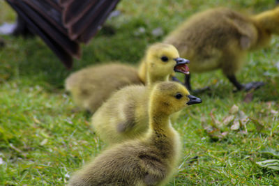 Goslings canada goose on grass 