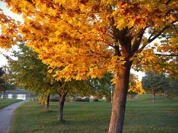 Trees growing in park during autumn