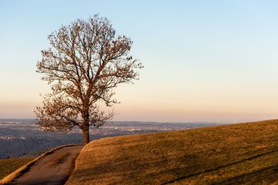 Tree on field against sky during sunset