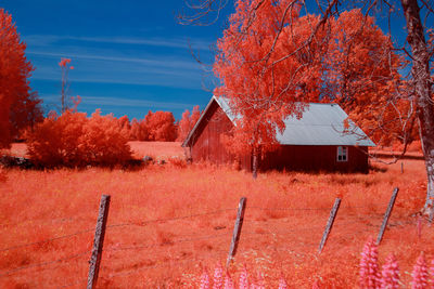 Trees on field