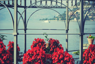 View of red flowering plants against building