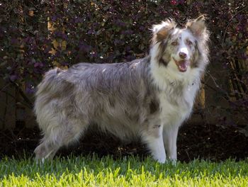 Dog looking away on field