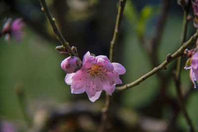 Close-up of pink flower on branch