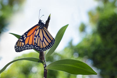 Close-up of butterfly on plant