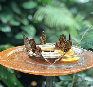 Close-up of butterflies on the orange on plate