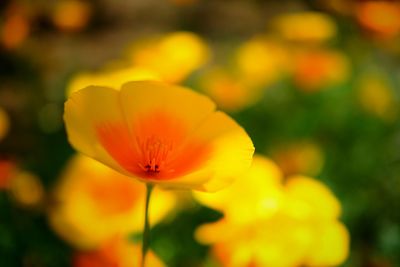 Close-up of yellow flower