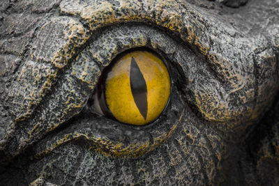 Close-up of a lizard on rock