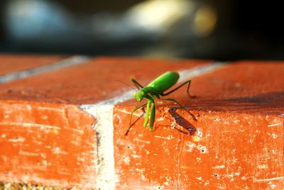 High angle view of praying mantis on retaining wall