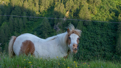 View of a horse on field