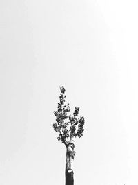 Low angle view of tree against clear sky