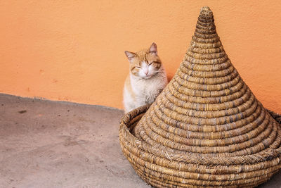 Cat sitting outdoors